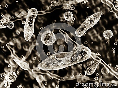 Protozoa, infusoria under a microscope Cartoon Illustration