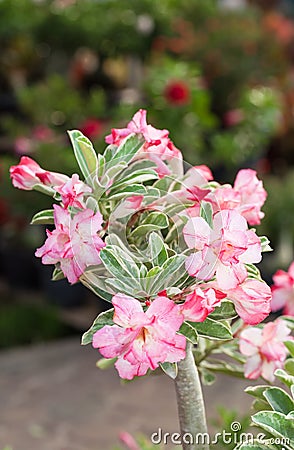 The protrait of pink desert rose Stock Photo