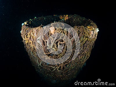 Part of a shipwreck covered in brittlestars. Stock Photo