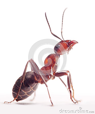 Proud ant formica rufa Stock Photo