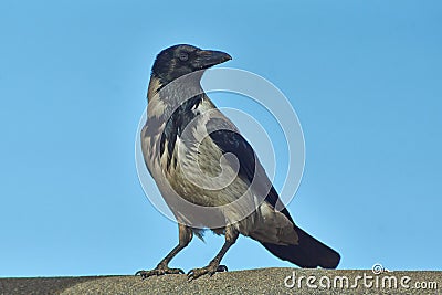 Proud Bird bypasses the possession. Stock Photo