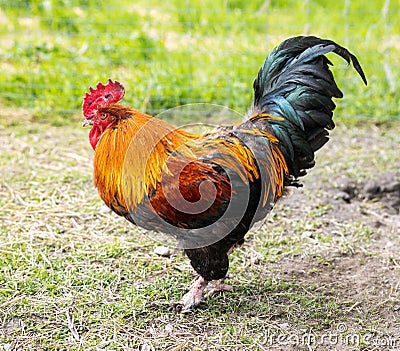 Colorful Rooster on grass Stock Photo