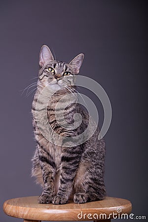 Proud confident house cat posing Stock Photo