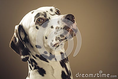 Proud dalmatian, portrait Stock Photo