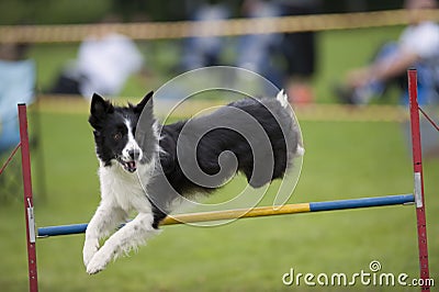 Proud dog jumping over agility hurdle Stock Photo