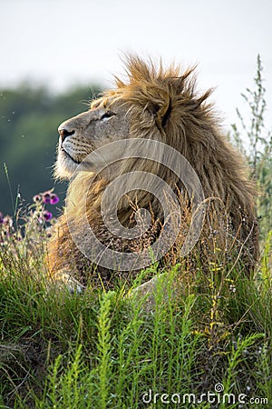 Proud Lion Stock Photo