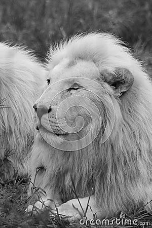 Proud Lion Stock Photo