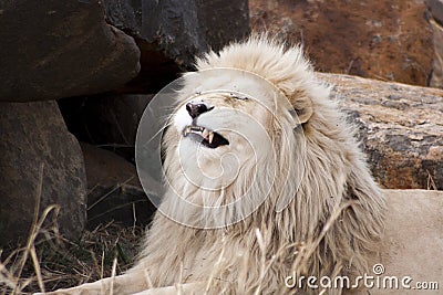 Proud Lion Stock Photo