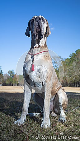 Proud looking Great Dane purebred Stock Photo