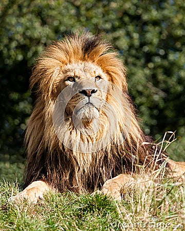 Proud Majestic Lion Sitting in Grass Stock Photo