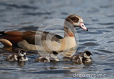 Proud mother Egyptian goose taking her goslings out for a swim Stock Photo