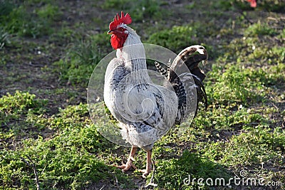 Rooster Stock Photo