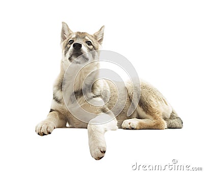 Proud Siberian Husky lies Stock Photo