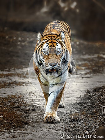 The Siberian Tiger Stock Photo