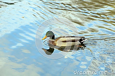 Proud and thoughtful handsome drake Stock Photo