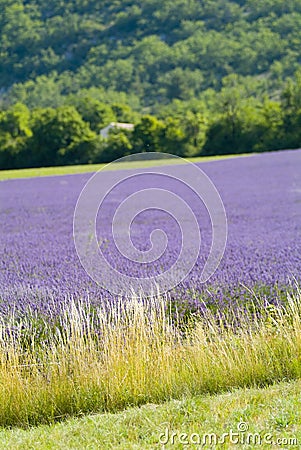 Provance lavander field Stock Photo