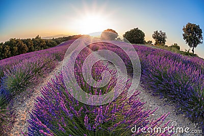 Provence with Lavender field at sunset, Valensole Plateau area in south of France Stock Photo