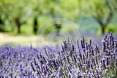 Provence, typical landscape Stock Photo