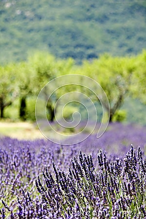 Provence typical landscape Stock Photo