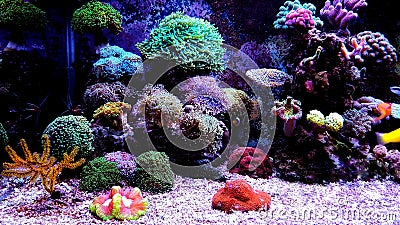 Euphyllia species LPS corals in saltwater aquarium Stock Photo