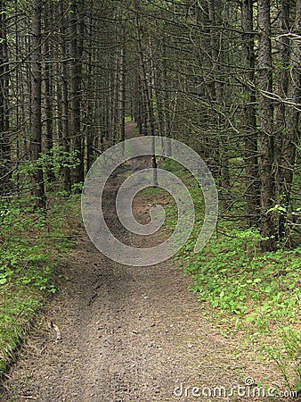 Cozzano Pineta, Provincia di Parma,Italy, path in the pine and fir forest Stock Photo