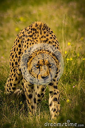 Prowling Cheetah Stock Photo