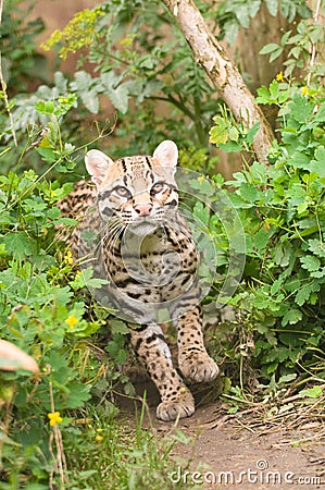 Prowling ocelot Stock Photo