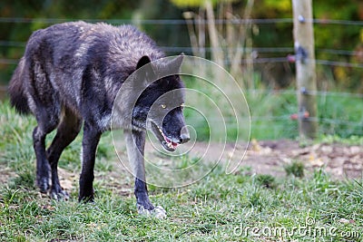 Prowling Wolf Stock Photo
