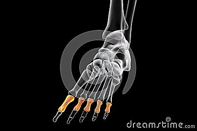 Proximal phalanges of the foot, 3D illustration Cartoon Illustration