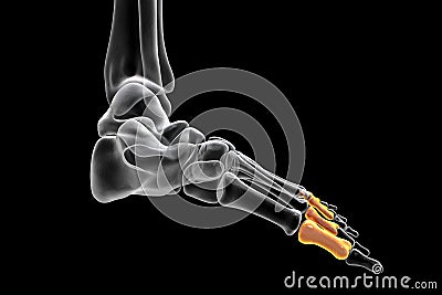 Proximal phalanges of the foot, 3D illustration Cartoon Illustration