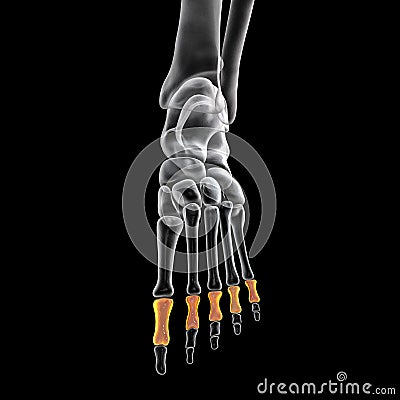 Proximal phalanges of the foot, 3D illustration Cartoon Illustration