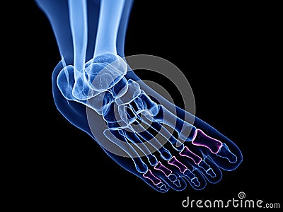 The proximal phalanx bones Cartoon Illustration