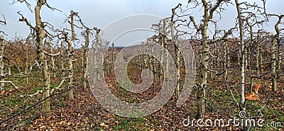 pruned apple orchard in winter in december Stock Photo