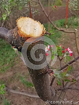 Pruned apple tree branch Stock Photo