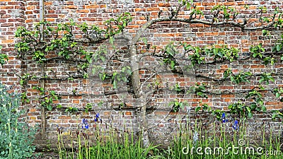 A carefully pruned espalier fruit tree Stock Photo