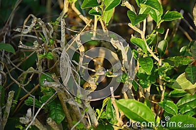 The pruned tea tree is just half in the shadow and half in the sun. Stock Photo