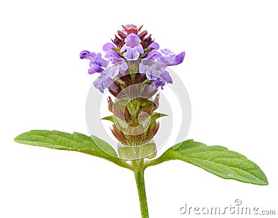 Prunella (Self-Heal) Flower on White Background Stock Photo