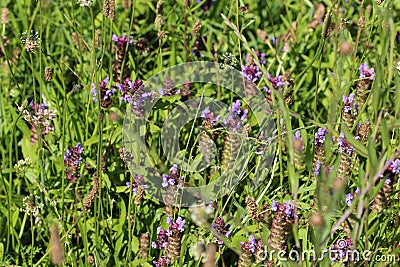 Prunella vulgaris flower, known as common self heal, heal all, woundwort, heart of the earth, carpenters herb, brownwort and blue Stock Photo