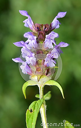 Prunella vulgaris grows in nature in summer Stock Photo