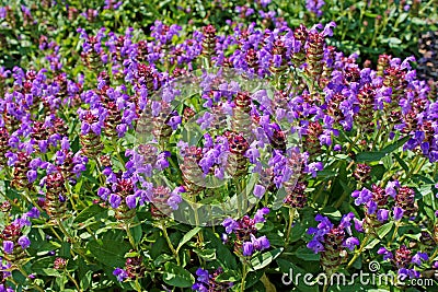 Prunella vulgaris growth at a garden. Stock Photo