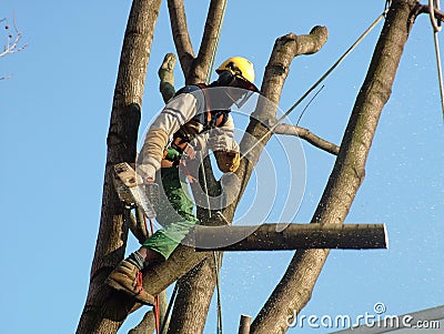 The pruner Stock Photo