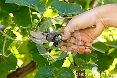 Pruner cutting grape tree Stock Photo