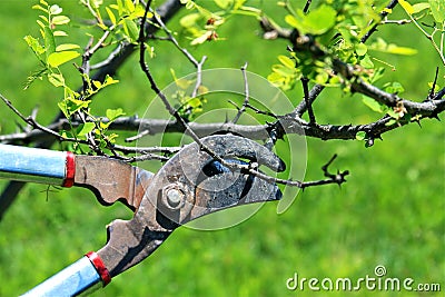Pruning Stock Photo