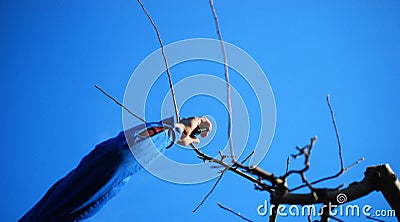 Pruning apple tree in middle of march image Stock Photo