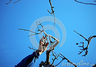 Pruning apple tree in middle of march image Stock Photo