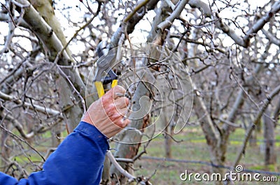Pruning apple tree Stock Photo