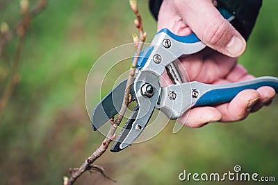 Pruning Black Current Stock Photo