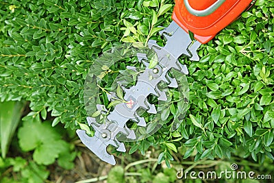 Pruning a buxus hedge with a mini hedge trimmer Stock Photo