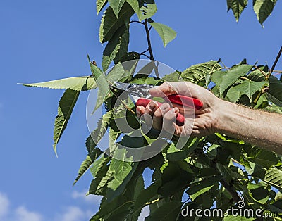 Pruning the cherry tree Stock Photo