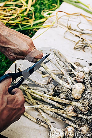 Pruning dry garlic stems with garden secateurs Stock Photo